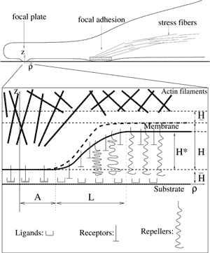 Schematic drawing of our model for integrin adhesion